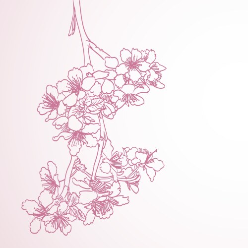 Pink Cherry Blossom Branch Vector Image