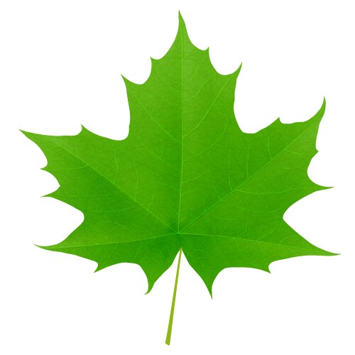 Maple leaf vector image