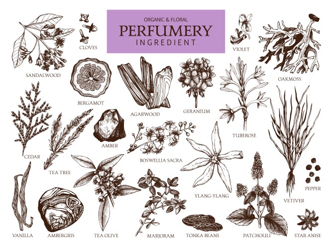 vintage perfumery and cosmetics set vector