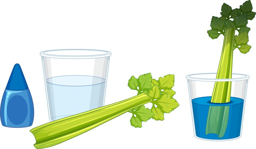 Celery experiment changing color through science vector image