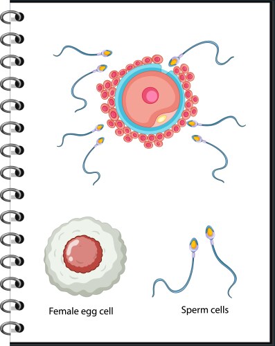 Human sex cells anatomy vector image