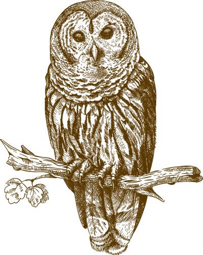 engraving owl vector image