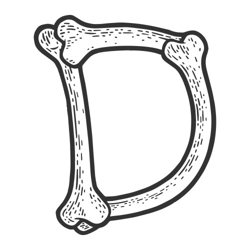 Bone Letter D Sketch Vector Image
