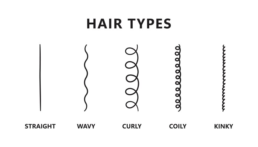 Classification of hair types - straight wavy vector image