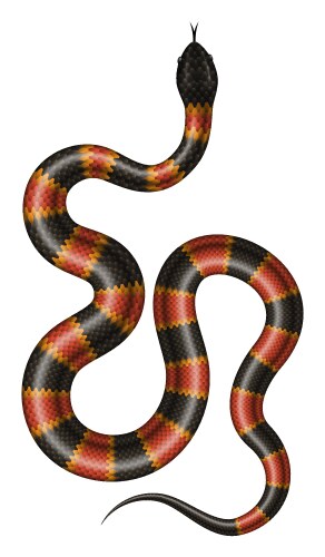 Coral snake vector image