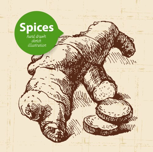 Hand Drawn Ginger & Spice Sketch Vector Image