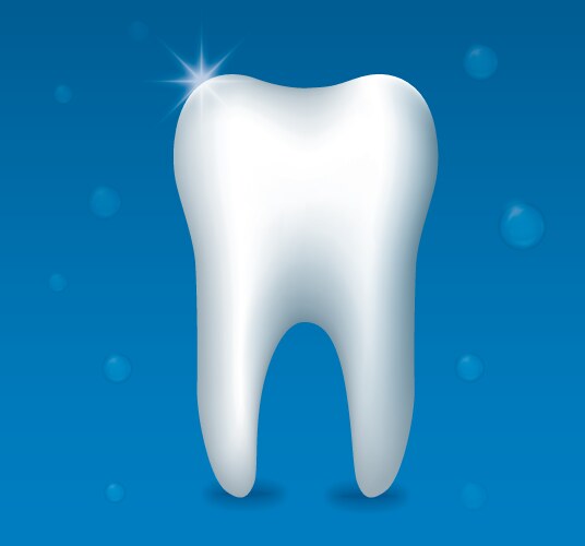 Healthy human tooth Royalty Free Vector Image - VectorStock
