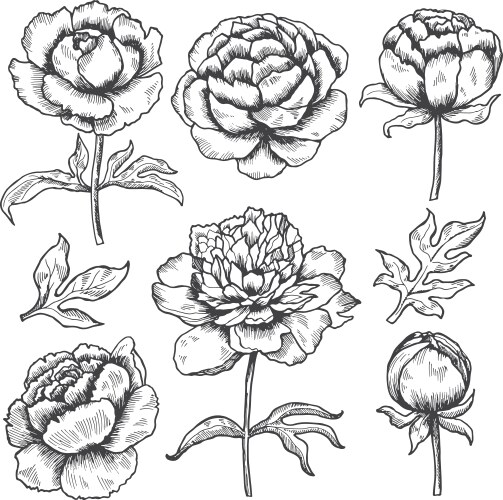 Hand-Drawn Peony Floral Sketch Vector Image