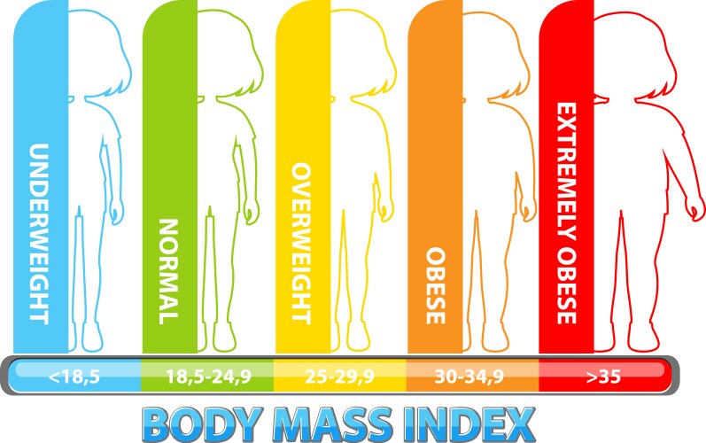 Visual representation of bmi categories vector image