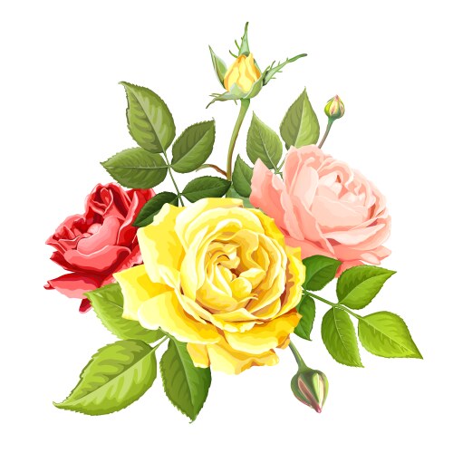 Elegant Rose Bouquet Vector Image