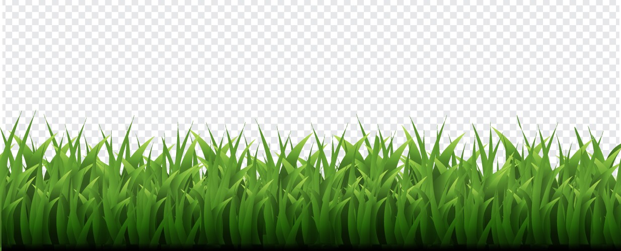 Green grass border isolated transparent background