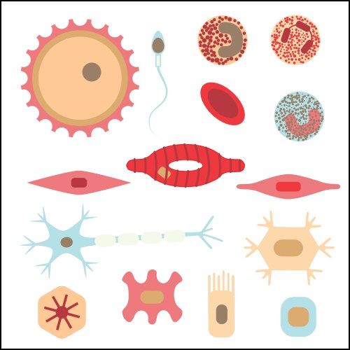 Different human cell types vector image