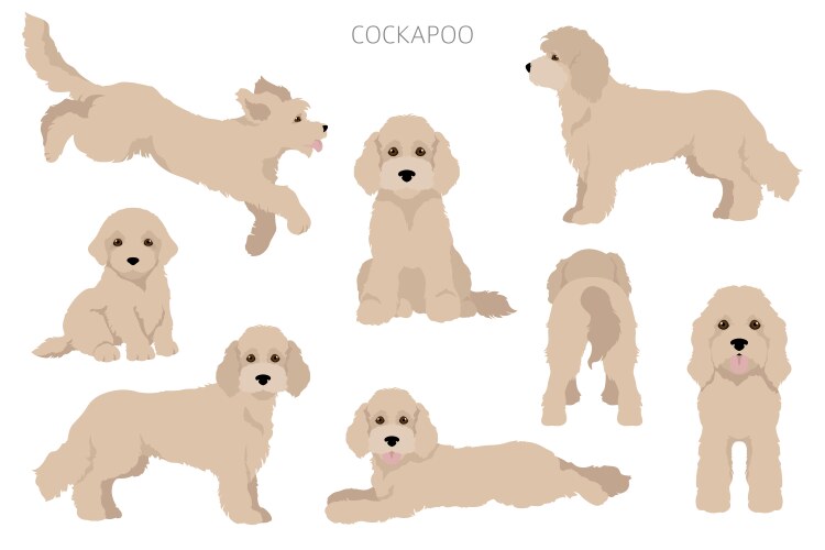 Cockapoo Vector Images (over 120)