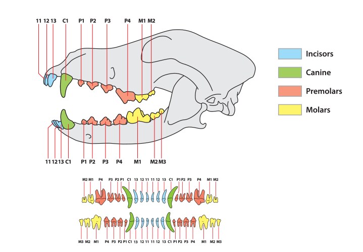 Construction a dog tooth dental formula vector image