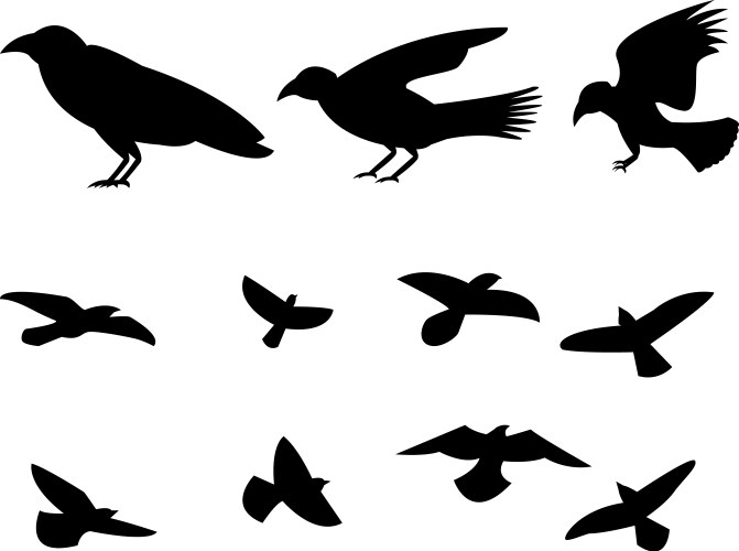 Flying Raven Silhouette Vector Image