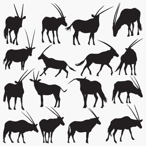 Okapi Vector Images (over 250)