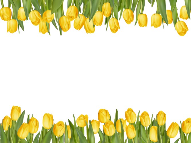 Tulip flower spring border eps 10 Royalty Free Vector Image