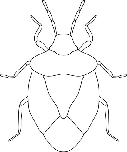 Palomena Prasina Shield Bug Sketch Vector Image