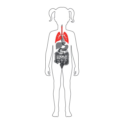 Isolated lung vector image