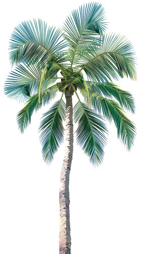 Palm trees Royalty Free Vector Image - VectorStock