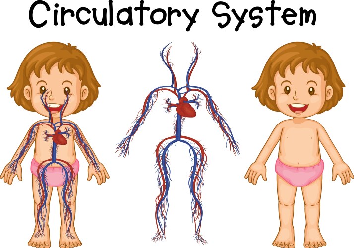 diagram of girl with circulatory system vector image