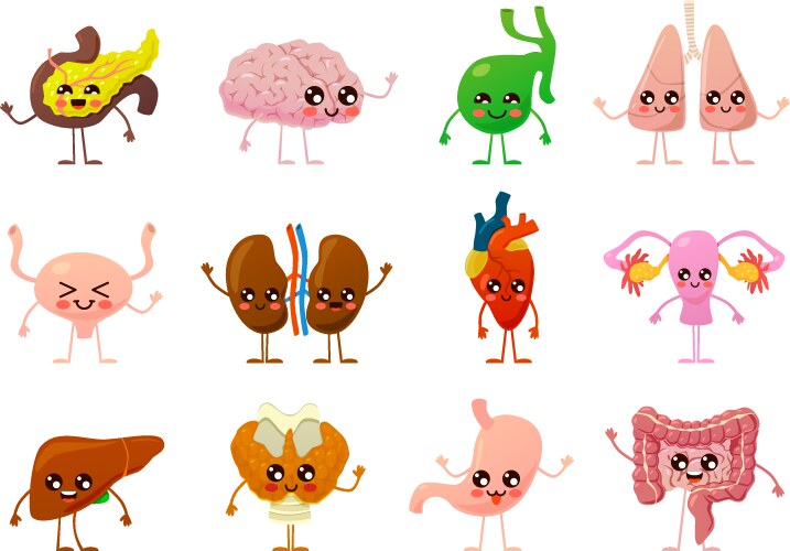 Set of organs cute happy human smiling Royalty Free Vector