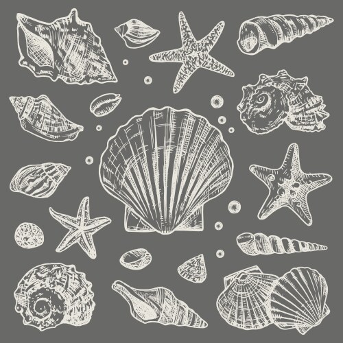 Seashell and Starfish Sketch Collection Vector Image