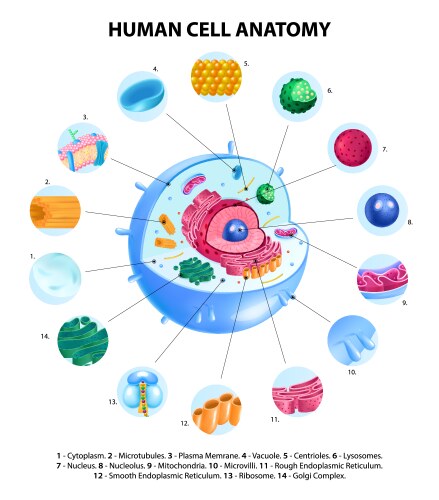 Anatomy Plant Cell Royalty Free Vector Image Vectorstock