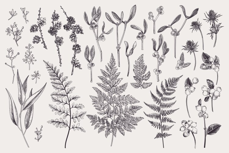 Winter Botanical Sketch Vector Image