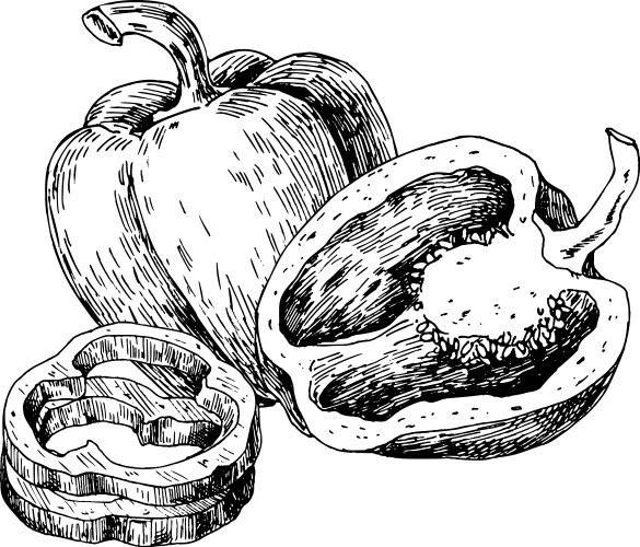 Pepper hand drawn vegetable Royalty Free Vector Image