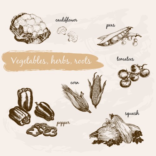 Hand Drawn Vegetable & Herb Set Vector Image