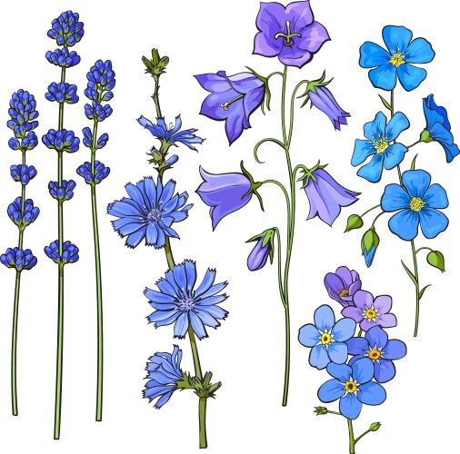 Blue Meadow Flowers Sketch Vector Image
