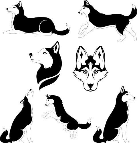 Siberian Husky Silhouettes and Icons Vector Image