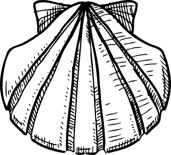 Seashell Sketch Vector Image