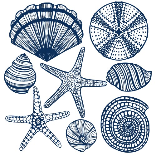 Marine Seashells & Creatures Vector Image
