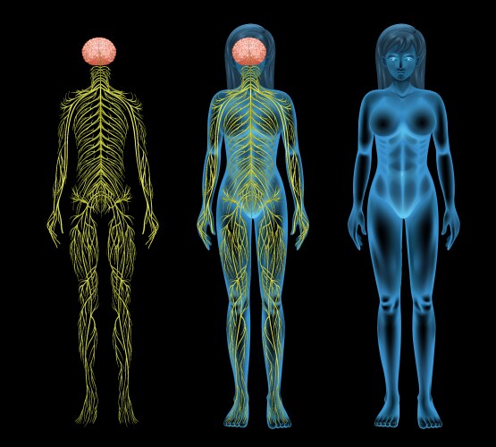 Female nervous system vector image