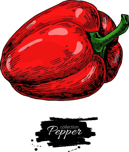 Red Bell Pepper Sketch Vector Image
