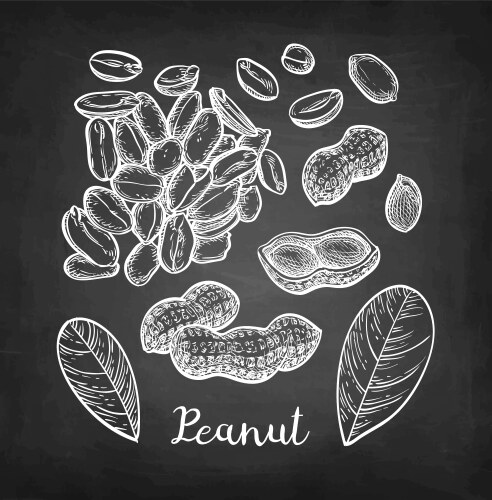 Chalkboard Peanut Sketch Vector Image