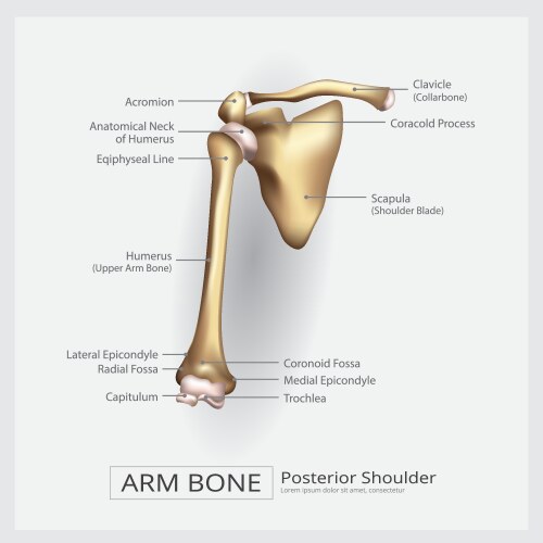 Structure humerus bone with name Royalty Free Vector Image
