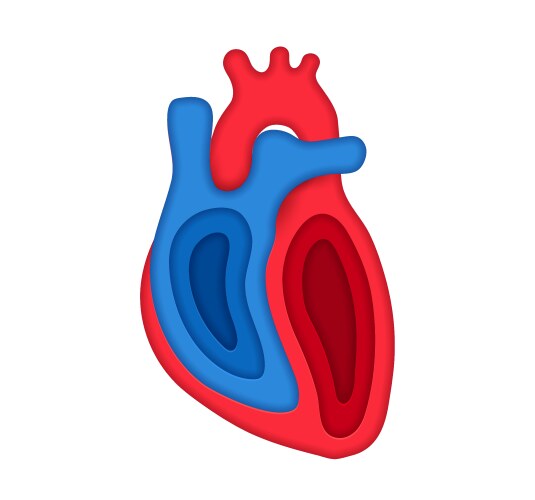 Paper cut human heart 3d circulatory system Vector Image