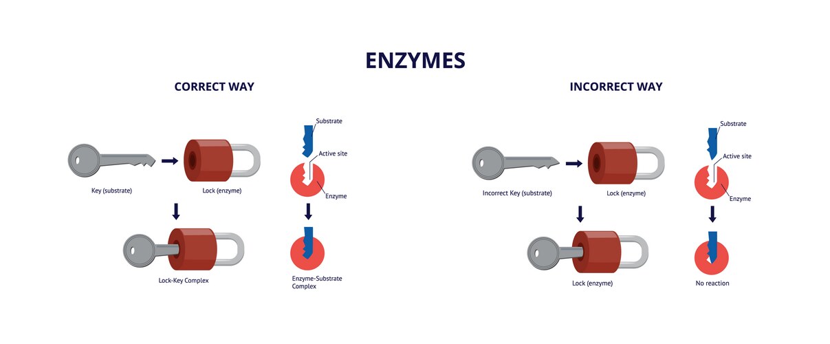Enzyme-Substrate Interaction: Lock & Key Model – Royalty-Free Vector ...