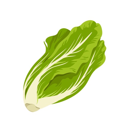 Romaine lettuce green fresh leaves vector image