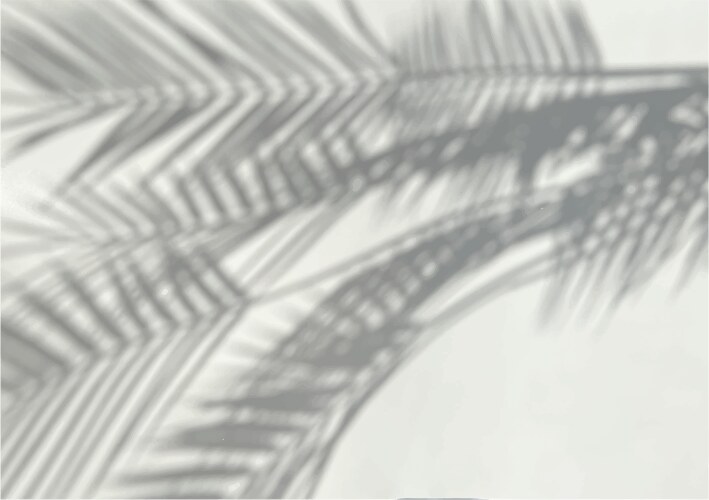 Palm Leaf Shadows on Grey Wall vector image