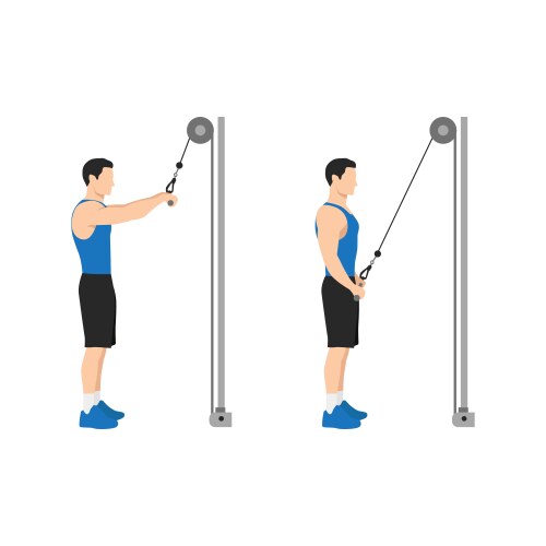 Man doing cable triceps kickbacks exercise Vector Image
