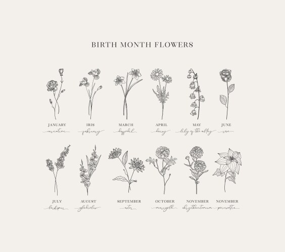 Floral Birth Month & Flower Prints Vector Image