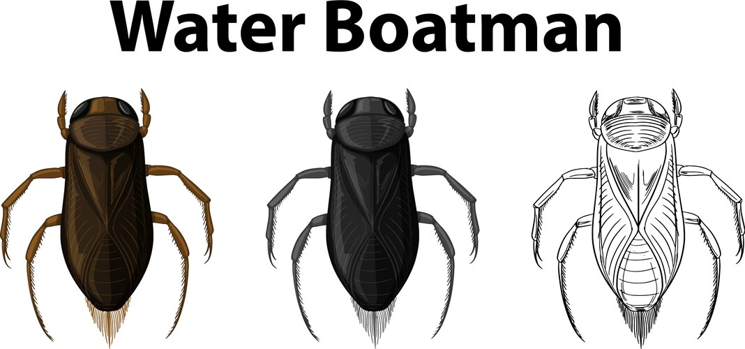Water Boatman Sketch Vector Image