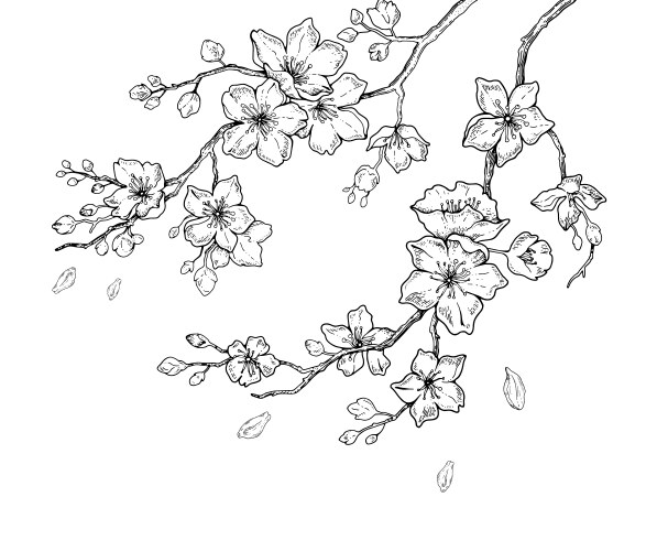 sakura flowers blossom set hand drawn line ink vector image