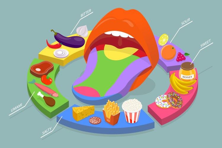 Human Linguistic Taste Receptors Flat Royalty Free Vector