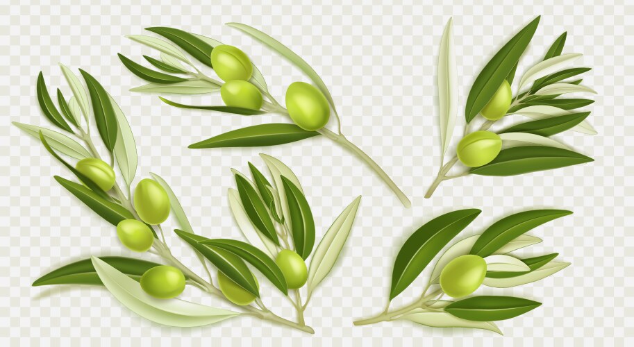 realistic set of olive tree branches png vector image