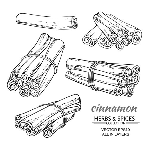 Cinnamon stick tied bunch anise star and cloves Vector Image